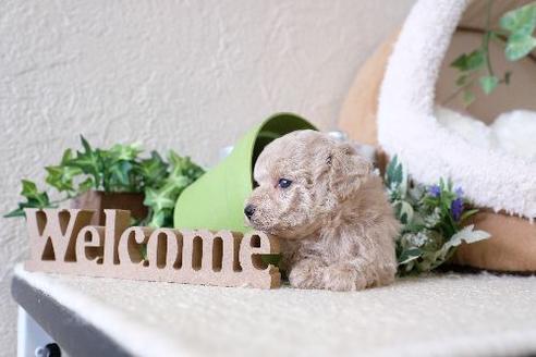成約済の滋賀県のトイプードル-130626の2枚目