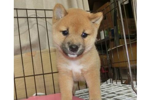 成約済の長崎県の柴犬-132234の1枚目