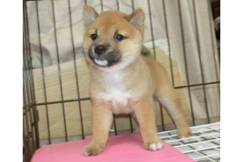 成約済の長崎県の柴犬-132234の5枚目