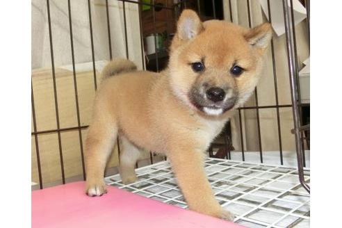 成約済の長崎県の柴犬-132234の4枚目