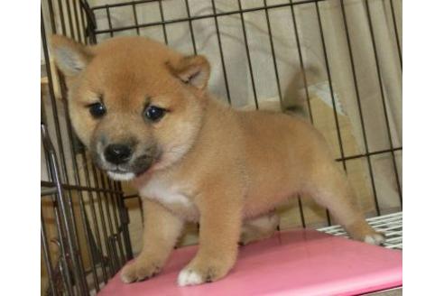 成約済の長崎県の柴犬-132234の3枚目