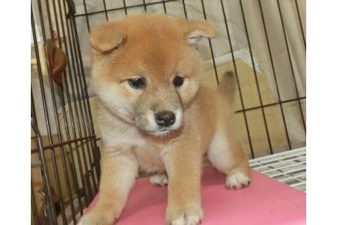 成約済の長崎県の柴犬-132235の1枚目