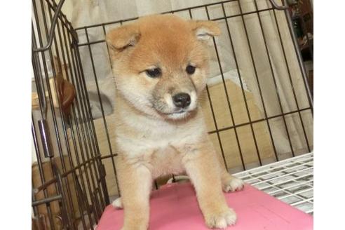 成約済の長崎県の柴犬-132235の6枚目