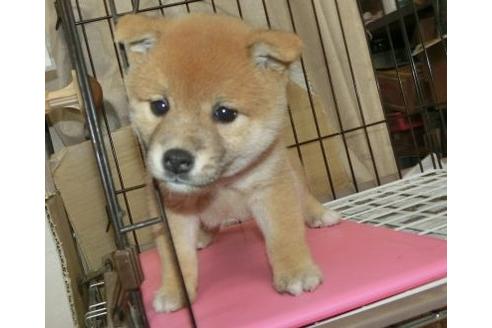 成約済の長崎県の柴犬-132235の5枚目