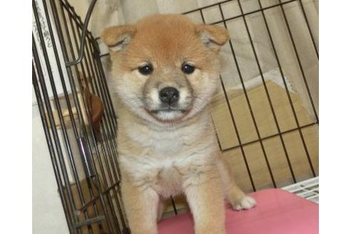 成約済の長崎県の柴犬-132235の4枚目