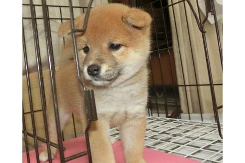 成約済の長崎県の柴犬-132235の3枚目