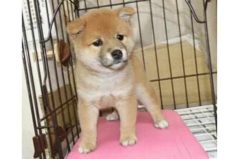 成約済の長崎県の柴犬-132235の2枚目