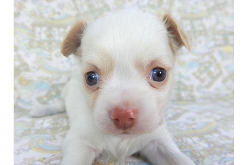 成約済の千葉県のチワワ(ロングコート)-132237の1枚目