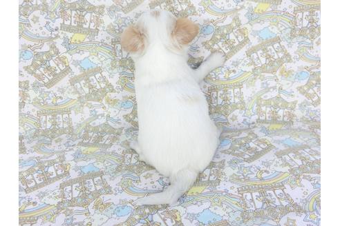 成約済の千葉県のチワワ(ロングコート)-132237の4枚目