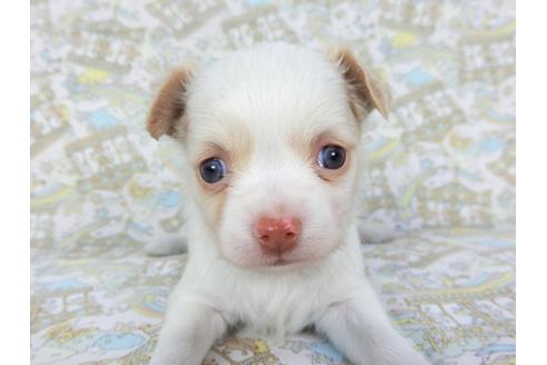 成約済の千葉県のチワワ(ロングコート)-132237の3枚目