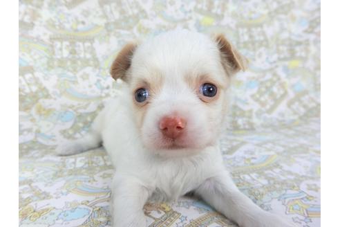 成約済の千葉県のチワワ(ロングコート)-132237の2枚目