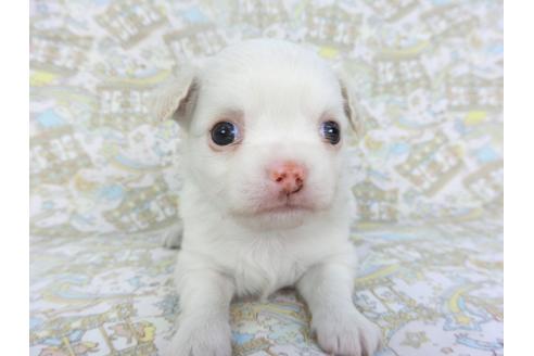 成約済の千葉県のチワワ(ロングコート)-132238の1枚目