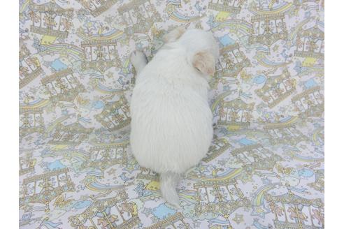 成約済の千葉県のチワワ(ロングコート)-132238の4枚目