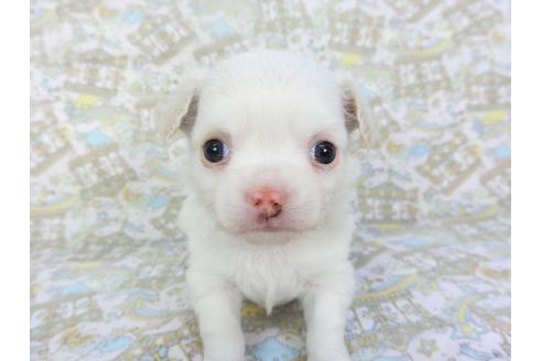 成約済の千葉県のチワワ(ロングコート)-132238の3枚目