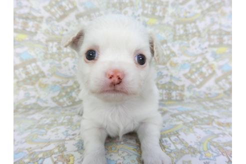 成約済の千葉県のチワワ(ロングコート)-132238の2枚目