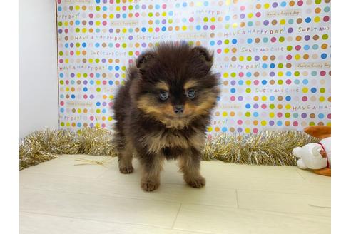 ブラックタンのポメラニアンの子犬を探す ブリーダーナビ ブラックタンのポメラニアンの子犬を探す ブリーダーナビ