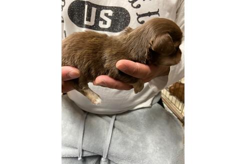 成約済の静岡県のチワックス:チワワ×ミニチュアダックスフンド-131355の4枚目