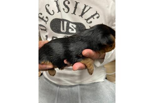 成約済の静岡県のヨークシャーテリア-131349の3枚目