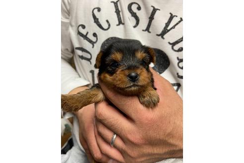 成約済の静岡県のヨークシャーテリア-131349の2枚目