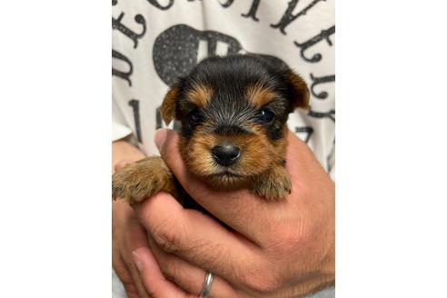 成約済の静岡県のヨークシャーテリア-131349