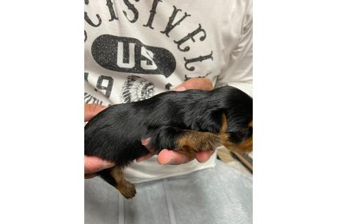 成約済の静岡県のヨークシャーテリア-131350の3枚目