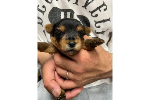 成約済の静岡県のヨークシャーテリア-131350の2枚目