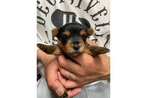 成約済の静岡県のヨークシャーテリア-131350