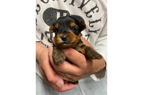 成約済の静岡県のヨークシャーテリア-131352