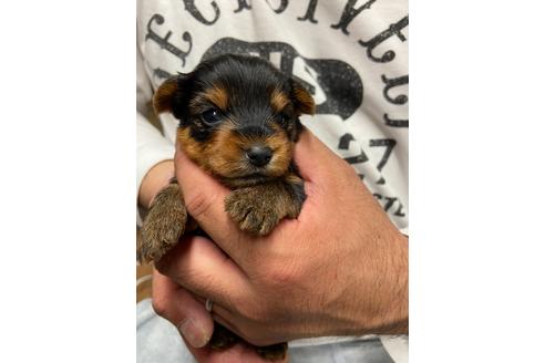 成約済の静岡県のヨークシャーテリア-131352の3枚目