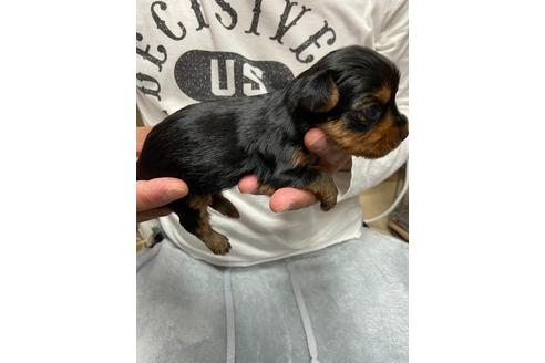 成約済の静岡県のヨークシャーテリア-131352の2枚目