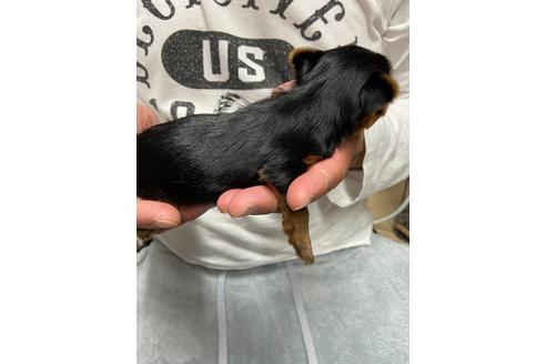 成約済の静岡県のヨークシャーテリア-131353の3枚目