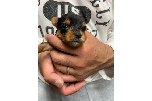 成約済の静岡県のヨークシャーテリア-131353の2枚目