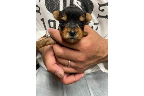 成約済の静岡県のヨークシャーテリア-131353の1枚目