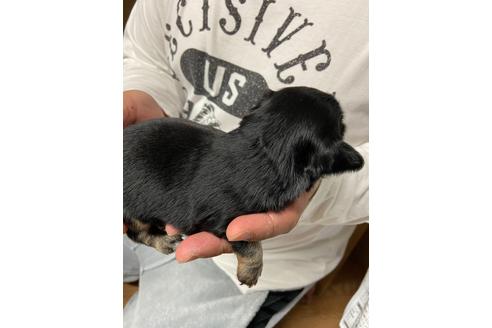 成約済の静岡県のチワックス:チワワ×ミニチュアダックスフンド-131360の3枚目