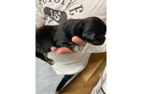 成約済の静岡県のチワックス:チワワ×ミニチュアダックスフンド-131359の3枚目