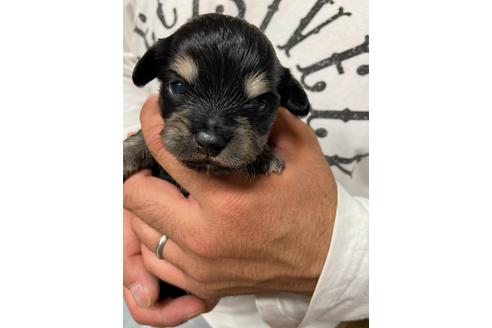 成約済の静岡県のチワックス:チワワ×ミニチュアダックスフンド-131358の4枚目