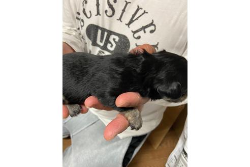 成約済の静岡県のチワックス:チワワ×ミニチュアダックスフンド-131358の3枚目