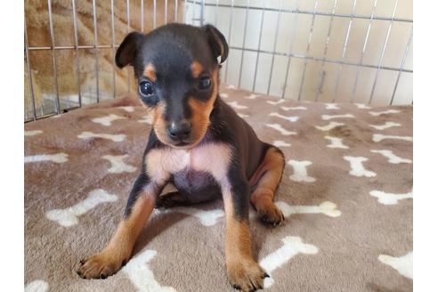 成約済の愛知県のミニチュアピンシャー(ミニピン)-132332