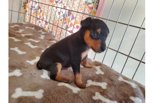 成約済の愛知県のミニチュアピンシャー(ミニピン)-132332の3枚目