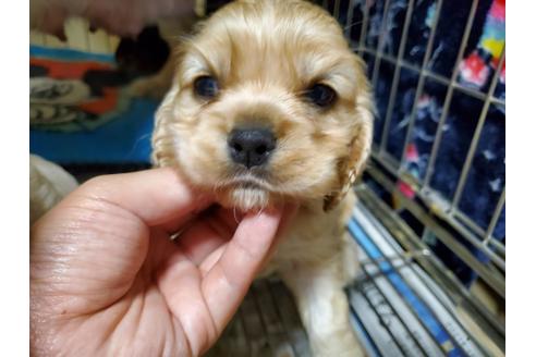 成約済の愛知県のアメリカンコッカースパニエル-132351