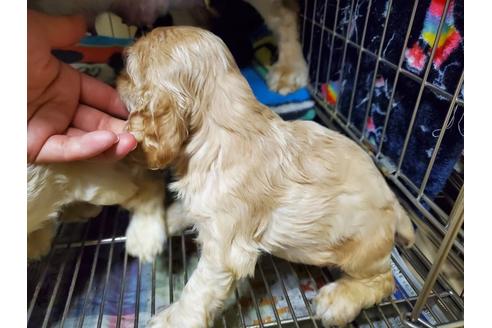 成約済の愛知県のアメリカンコッカースパニエル-132351の2枚目