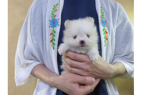 成約済の愛知県のポメラニアン-128651の22枚目