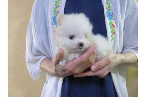 成約済の愛知県のポメラニアン-128651の21枚目