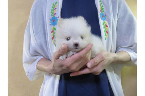 成約済の愛知県のポメラニアン-128651の20枚目