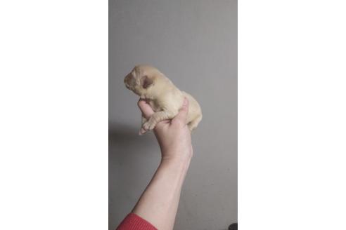 成約済の山口県のミックス犬-132379