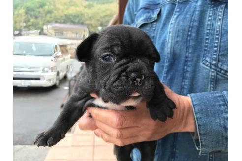 成約済の山口県のフレンチブルドッグ-132420の6枚目