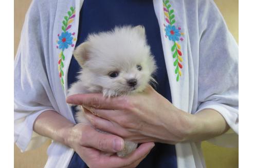 成約済の愛知県のポメラニアン-128650の1枚目