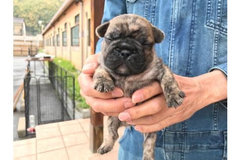 成約済の山口県のフレンチブルドッグ-132424の1枚目