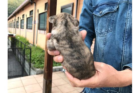 成約済の山口県のフレンチブルドッグ-132424の2枚目