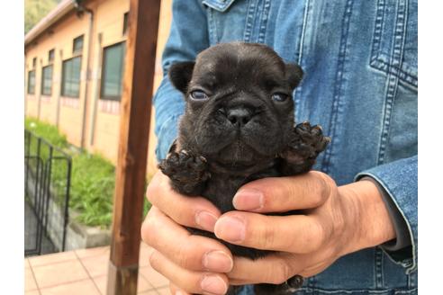 成約済の山口県のフレンチブルドッグ-132426の4枚目